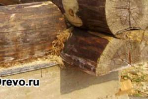 Начало сборки сруба - укладка и обработка первого венца